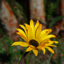 teinvito-avolar avatar