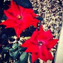 tell-meee-you-love-meee avatar