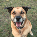 tellmeaboutyourdog avatar