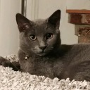 tellmelies684 avatar