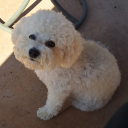 temerestercore avatar