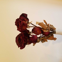 tempered-reason avatar