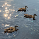 tempestcornixkus avatar