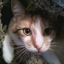 tempestsonata avatar