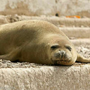 temple-of-horcruxes avatar