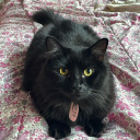 temporarilyimmortal avatar