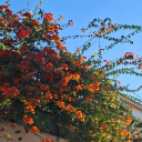 temporary-hat avatar