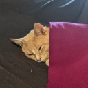 tenaciousdonutcrown avatar