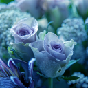 tenaciousgardenertimetravel avatar