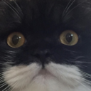 tenderflowers avatar