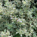 tendingtotheherbs avatar