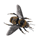 tenebrae-vincunt avatar