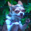 tenebris-voluptatem avatar