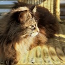 tengo-tallarines avatar