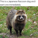 tenracoonsinatrenchcoat avatar