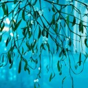 tentativelyteal avatar