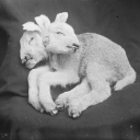 tentillforever avatar