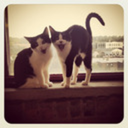 tenuredphdstudent avatar