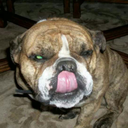 tepiduspapilla avatar