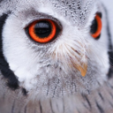 terapeutasincero avatar