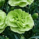 terminally-sly avatar