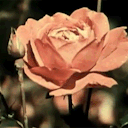 terminallycactus avatar