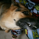 terra-kibak29 avatar