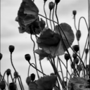 terraincognitaphotography avatar