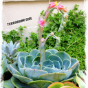 terrariumgrl avatar