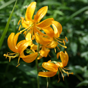 terrariumscaryium avatar