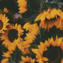 terrasunshine avatar