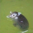 terriblefishmother avatar