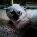 terribletoiny avatar