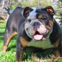 terroristrose avatar