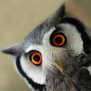 terroroftides avatar