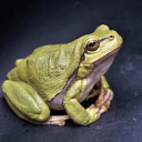 tesstheamphibian avatar