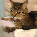 tessthecatqueen avatar