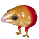 testament-to-a-forgotten-vow avatar