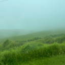 testimony-to-food avatar