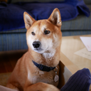 tetsuo-shiba avatar