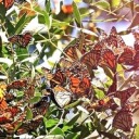 tevvintersoldier avatar