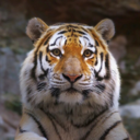 texanspurposse avatar