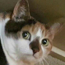 texasfeline avatar