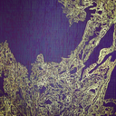 texaslonestarfish avatar