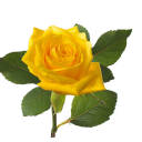 texasrose1836 avatar