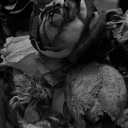 textsicouldnotsend avatar