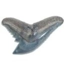 tff-praefectus avatar