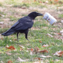 tgirl-corvid2 avatar