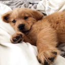 th0ught-0f-yo0u avatar