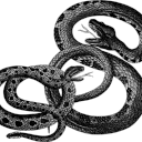 thanaticalism avatar